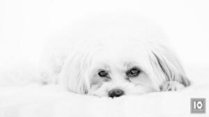 Studiofotografie hond zwart wit