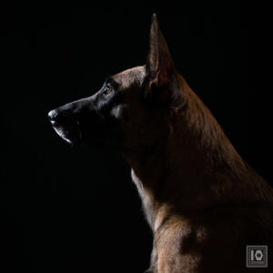 10fotografie_studiofotografie Hond 