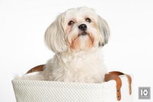 10fotografie studiofotografie hond witte achtergrond